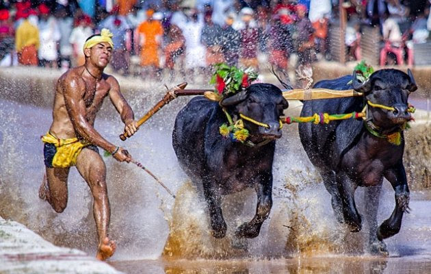 kambala